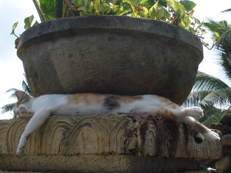 Cat Napping - Legian Bali