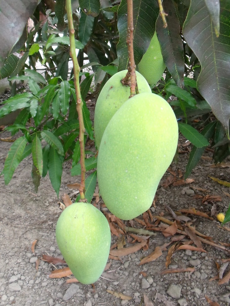 mangoes on tree