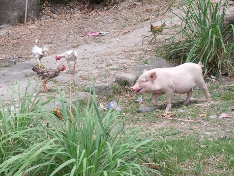 Pig and chickens