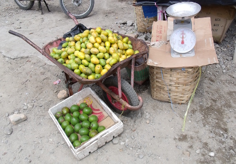 Wheelbarrow full of mangoes