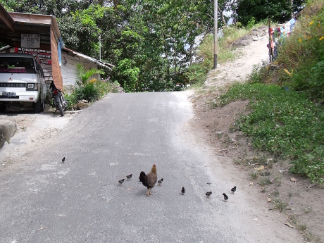 Chicken crossing