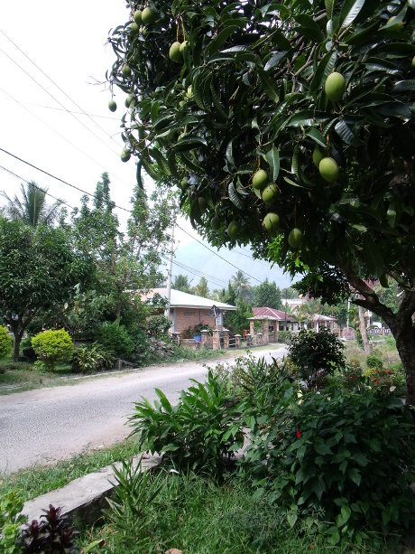 Mango tree