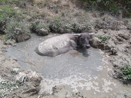 Mud buffalo