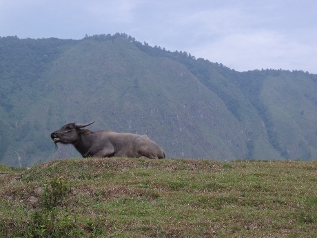 Water buffalo