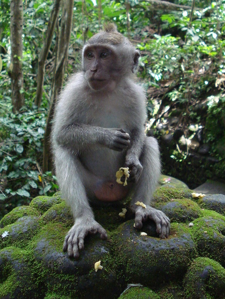 Monkey at the Ubud Monkey Forest