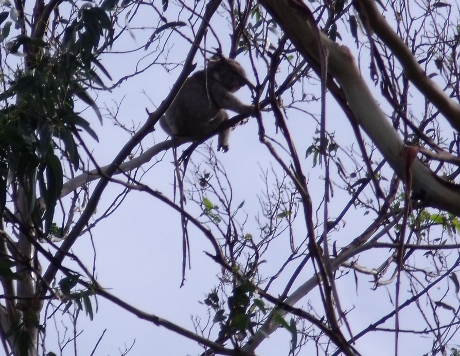 Koala up a tree