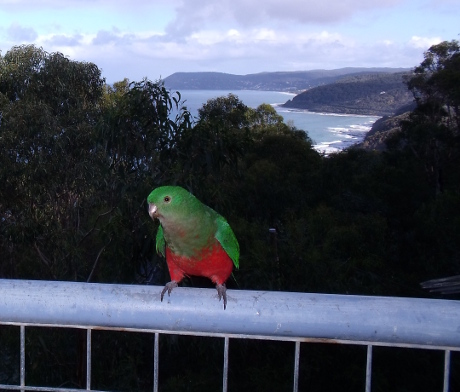 Australian King-Parrot