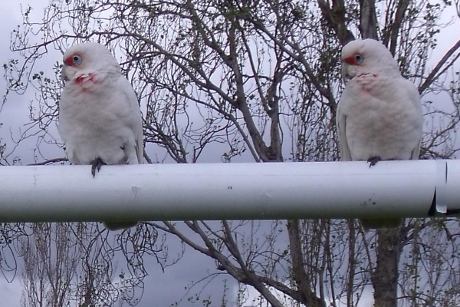 Corellas in Melbourne
