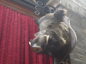 Boar - Siena