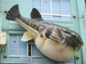 Puffer Fish