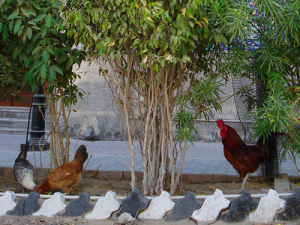Chickens in Dubai
