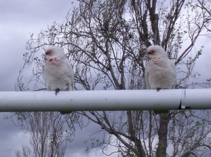 Corellas in Melbourne