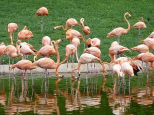 Pink Flamingos