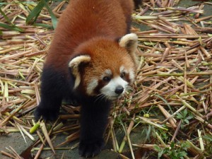 Red Panda