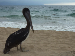 Brown Pelican