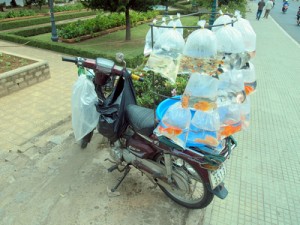 Moto fish shop - Dalat